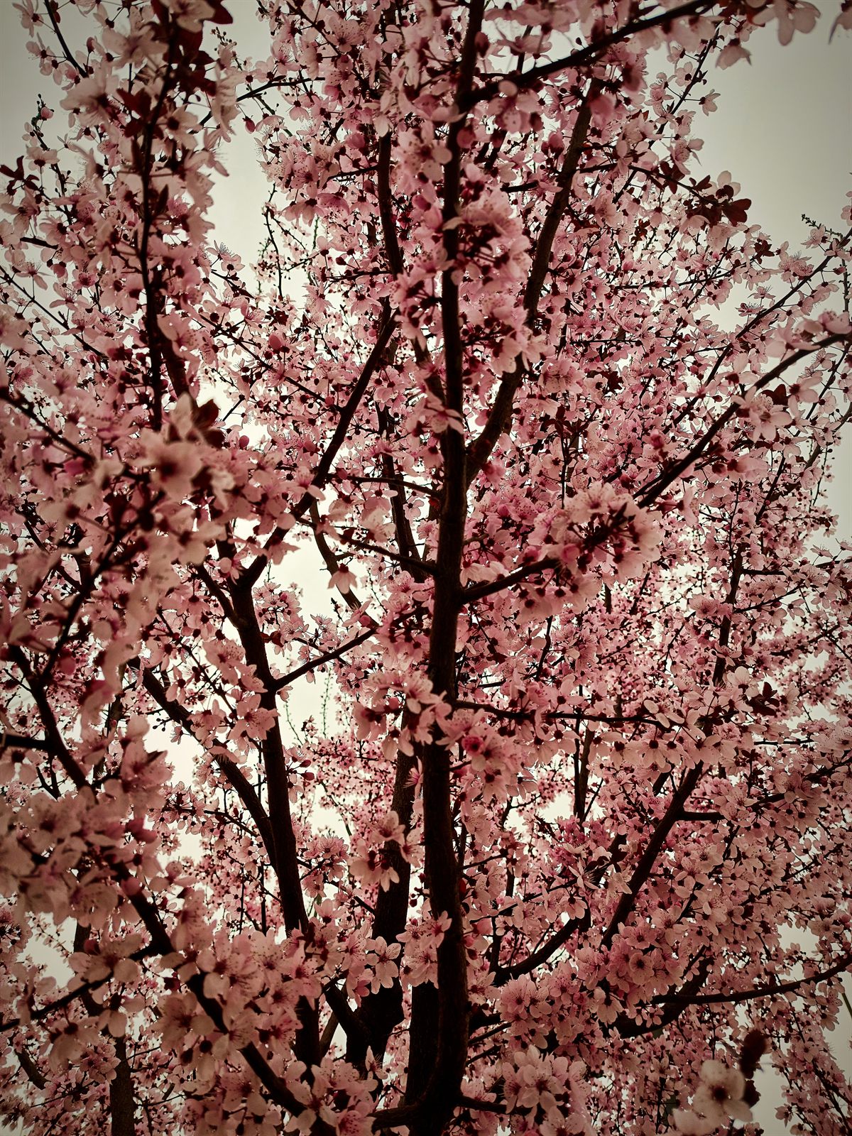 Cherry blossoms in full bloom, symbolizing serenity