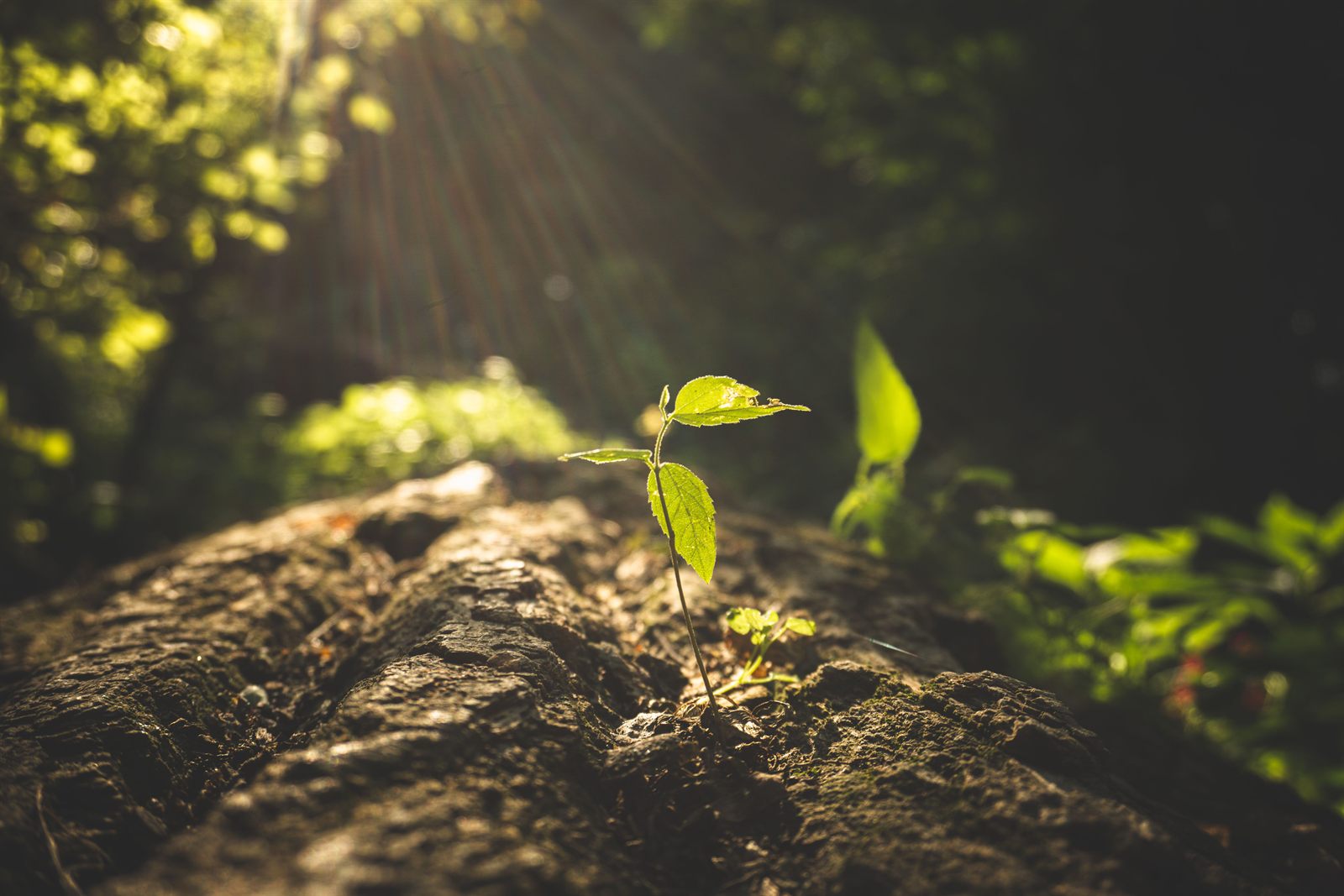 A young plant growing in sunlight, symbolizing growth
